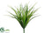 Vanilla Grass Bush - Green Frosted - Pack of 24