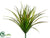 Vanilla Grass Bush - Green Red - Pack of 24