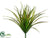 Vanilla Grass Bush - Green Red - Pack of 24