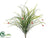Flowering Onion Grass Bush - Green Beauty - Pack of 24
