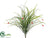 Flowering Onion Grass Bush - Green Beauty - Pack of 24
