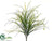 Flowering Onion Grass Bush - Green Beauty Green Cream - Pack of 24
