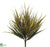 Vanilla Grass Bush - Green Mustard - Pack of 24