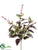 Flowering Basil Bush - Plum Green - Pack of 12