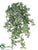 Mini Fittonia Hanging Bush - Green White - Pack of 6