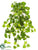 Silk Plants Direct Swedish Ivy Hanging Bush - Green - Pack of 6