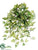 Needle Ivy Bush - Variegated - Pack of 12