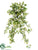 Needlepoint Ivy Hanging Bush - Variegated - Pack of 12