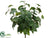 Ivy Bush - Green Two Tone - Pack of 12