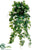Ivy Vine Hanging Bush - Green Cream - Pack of 12
