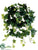 Ivy Hanging Plant - Green - Pack of 6