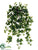 Ivy Hanging Plant - Green Variegated - Pack of 6