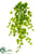 Ivy Hanging Bush - Green Light - Pack of 6