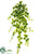 Ivy Hanging Bush - Variegated - Pack of 6