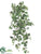 English Ivy Vine Hanging Plant - Cucumber Green - Pack of 12
