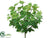 Ivy Bush - Green - Pack of 6