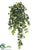 Lace Ivy Hanging Bush - Green - Pack of 12