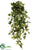 Ivy Hanging Plant - Green Yellow - Pack of 6