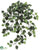 Mini Pothos Bush - Green - Pack of 12