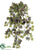 Mini Grape Ivy Bush - Green Two Tone - Pack of 12