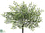 Maidenhair Fern Bush - Green - Pack of 12