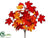 Maple Leaf Bush - Flame Orange - Pack of 12