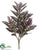 Wandering Jew Bush - Burgundy Cream - Pack of 36