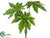 Silk Plants Direct Aralia Leaf Bush - Green - Pack of 6
