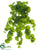 Nasturtium Hanging Bush - Green - Pack of 12