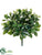Outdoor Baby Schefflera Bush - Green - Pack of 12