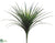 Dracaena Bush - Green Red - Pack of 6