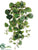 Peperomia Leaf Bush - Green Two Tone - Pack of 6