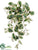 Peperomia Leaf Bush - Green White - Pack of 6
