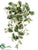 Peperomia Leaf Bush - Green White - Pack of 6