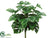 Split Philodendron Bush - Green - Pack of 12