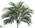 Parlour Palm Plant - Green - Pack of 6