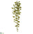 Philodendron Hanging Bush - Avocado Dark - Pack of 12