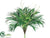 Parlour Palm Plant - Green - Pack of 6