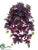 Potato Vine Hanging Bush - Green Burgundy - Pack of 6
