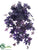 Potato Vine Hanging Bush - Green Purple - Pack of 6