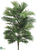 Areca Palm Plant - Green - Pack of 6