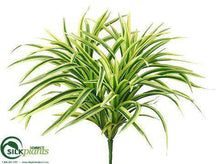 Dracaena Bush - Green Light - Pack of 24