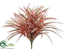 Dracaena Bush - Pink - Pack of 24