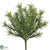 Sprengeri Grass Bush - Green - Pack of 24