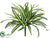 Spider Plant - Cream Green - Pack of 12