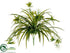 Silk Plants Direct Spider Plant Bush - Green Two Tone - Pack of 12