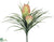 Tillandsia Bush - Orange - Pack of 24