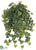 English Ivy Vine Hanging Plant - Green Brown - Pack of 6