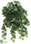 English Ivy Vine Hanging Plant - Green - Pack of 6