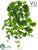 Outdoor Pothos Hanging Bush - Green Cream - Pack of 12